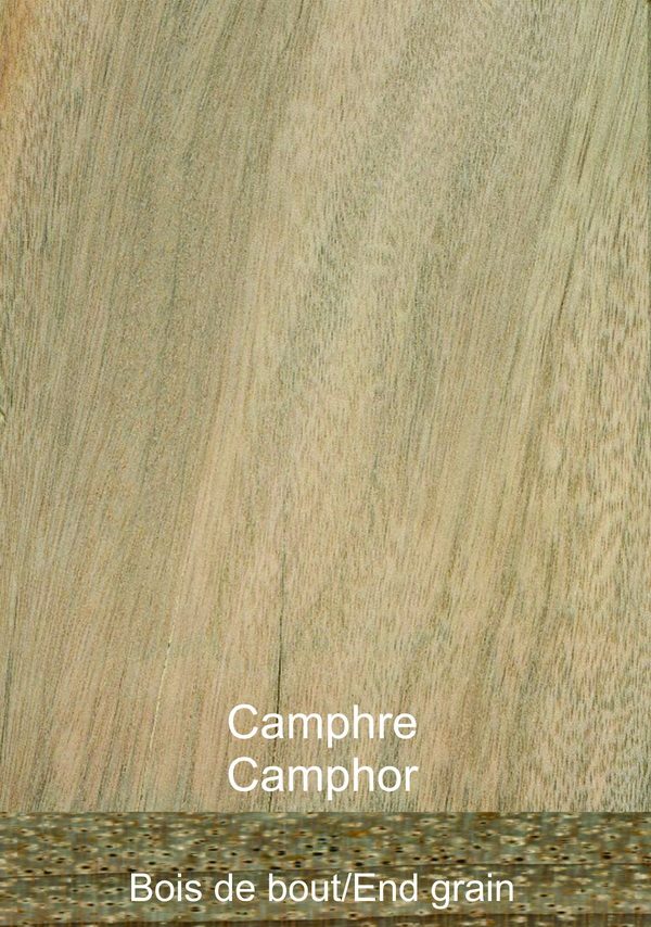 Camphor - Exotic Wood - Cinnamomum camphora