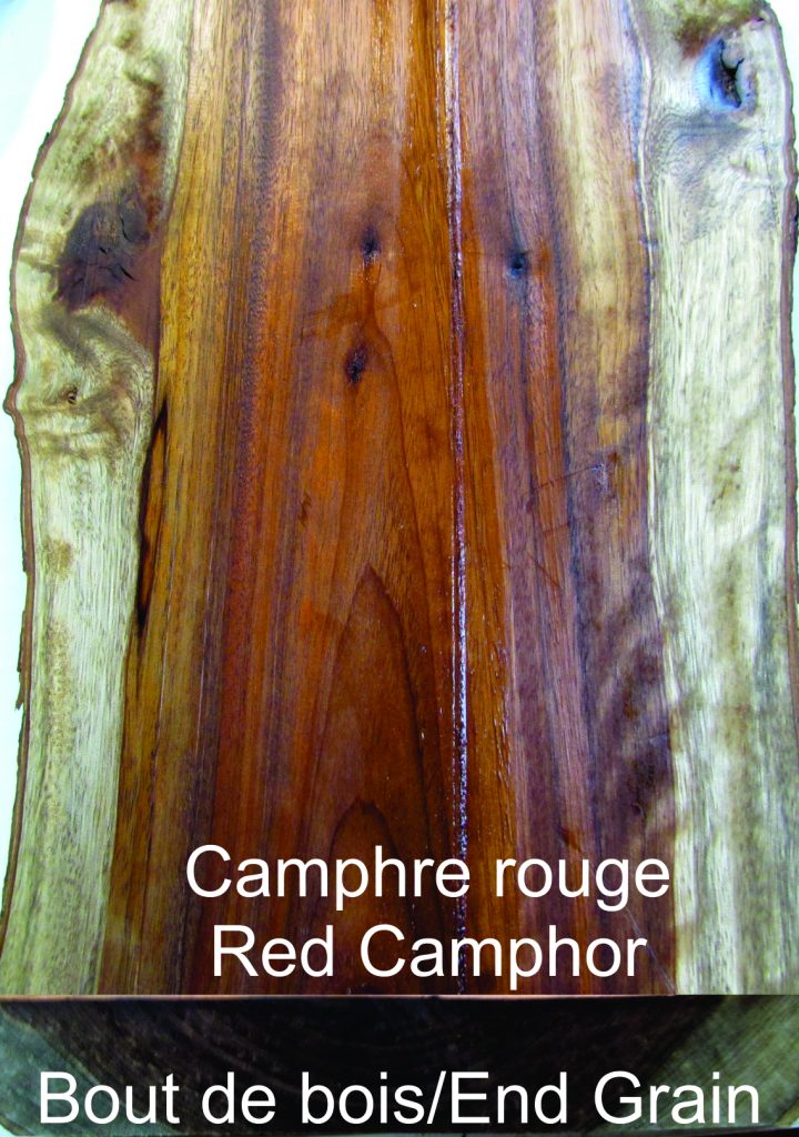 Red Camphor - Exotic Wood - Cinnamomum camphora