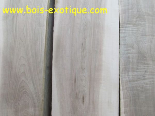 Red Maple block - Exotic Wood
