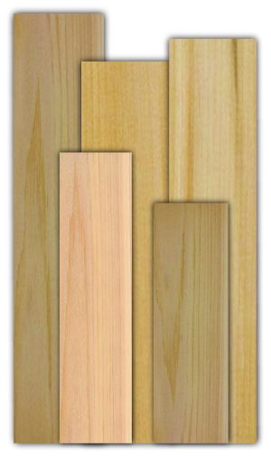 White Cedar (Thuja occidentalis)