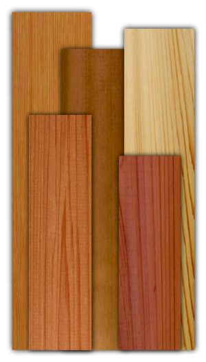 Western Red Cedar (Thuya plicata)